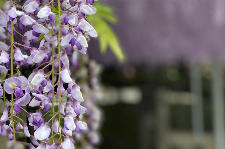 藤の花